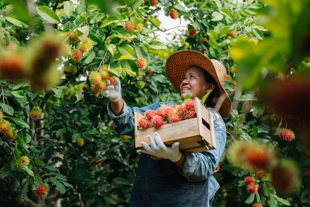 An Asian farmer harvesting fresh rambutan