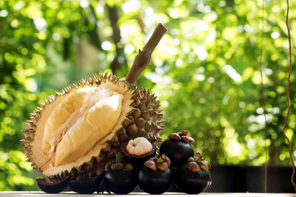Discover The Export Fruits Durian and Mangosteen