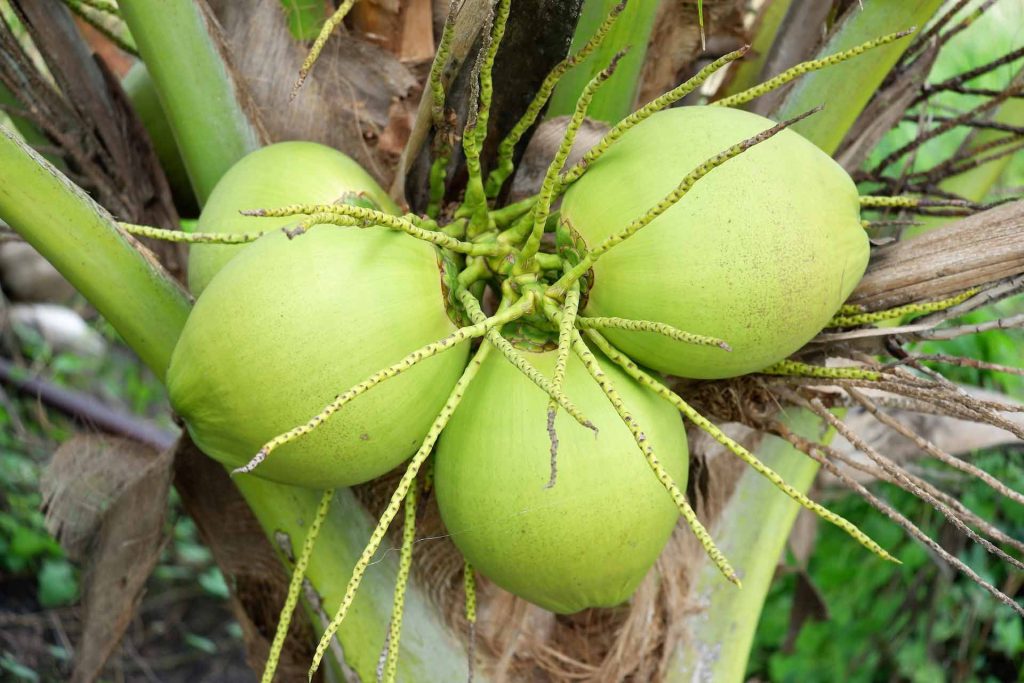 Nam Hom Coconut in Thailand