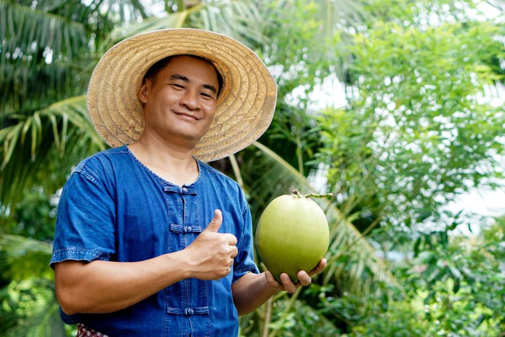 A man harvesting a fresh coconut in Thailand
