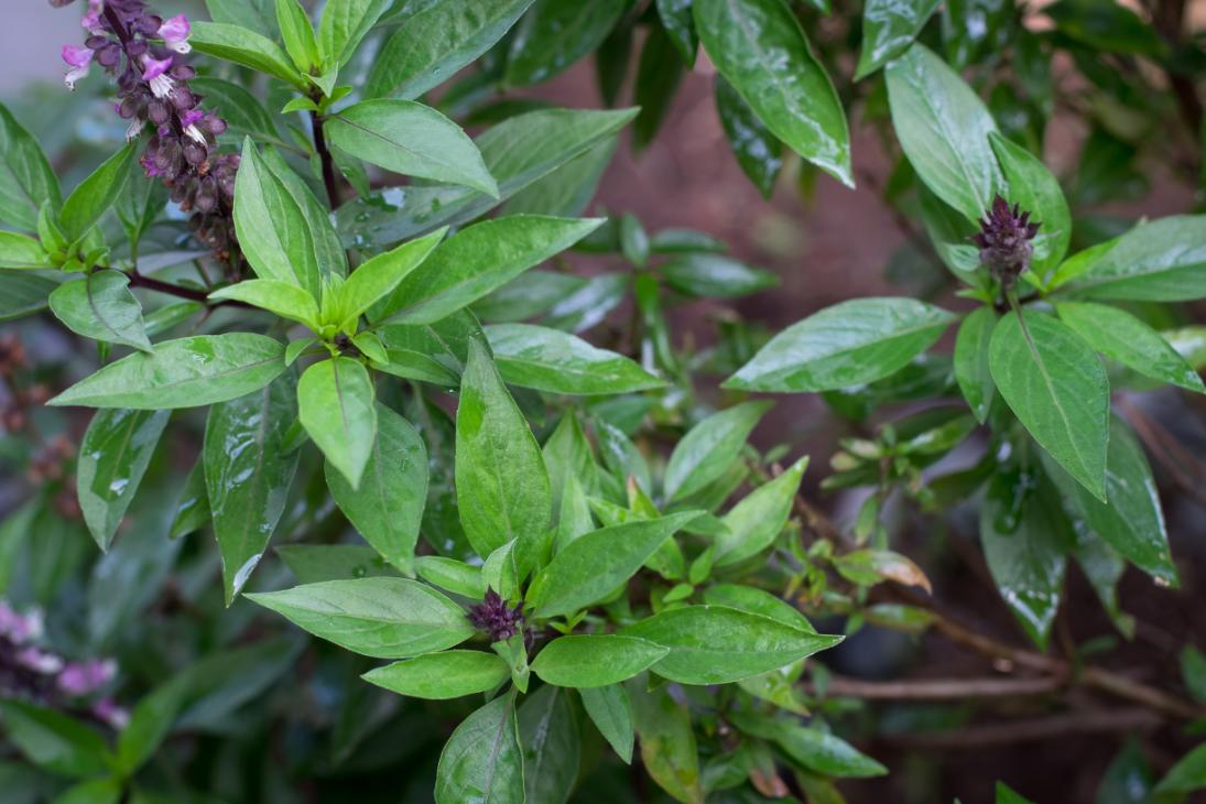 Closeup of Thai basil growing, with its rich purple, squared stems on display