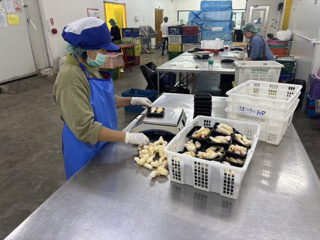 S__5660697_0 Thai ginger
