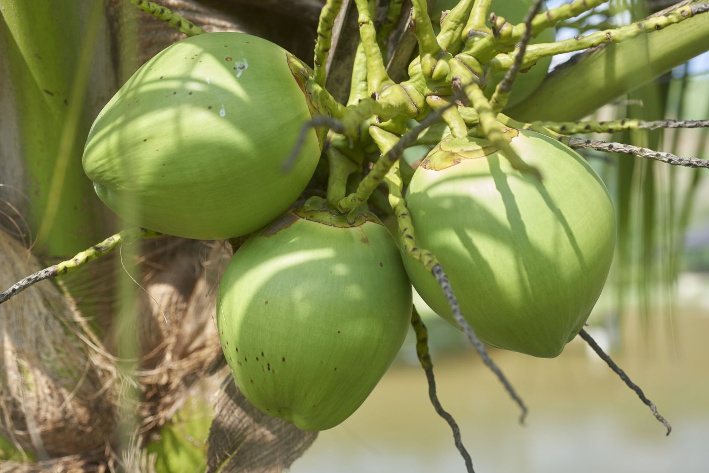 Thailand’s coconut farming for fruits and vegetables exporter operations