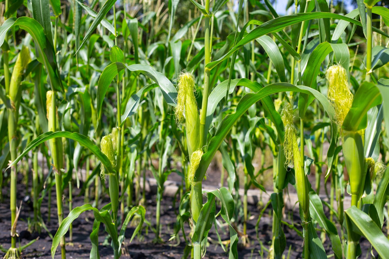 baby corn