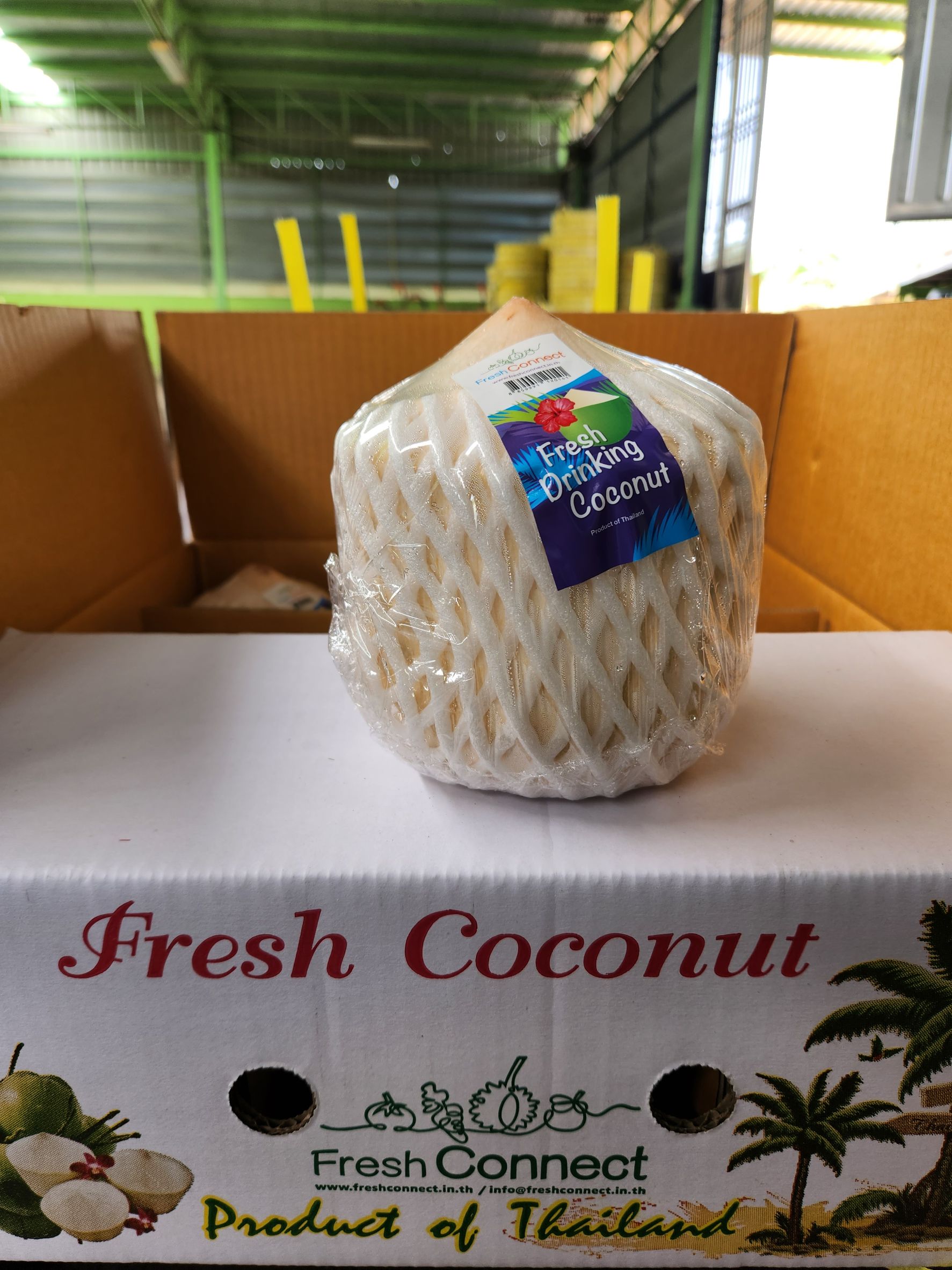 Coconut thailand
