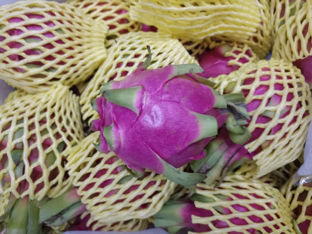 Premium dragon fruit ready for export