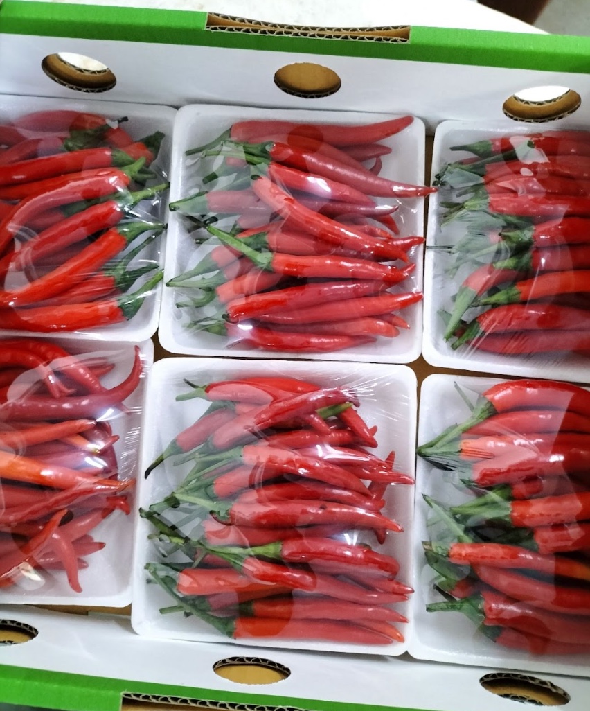 Fresh Connect is a trusted Thai red chili exporter