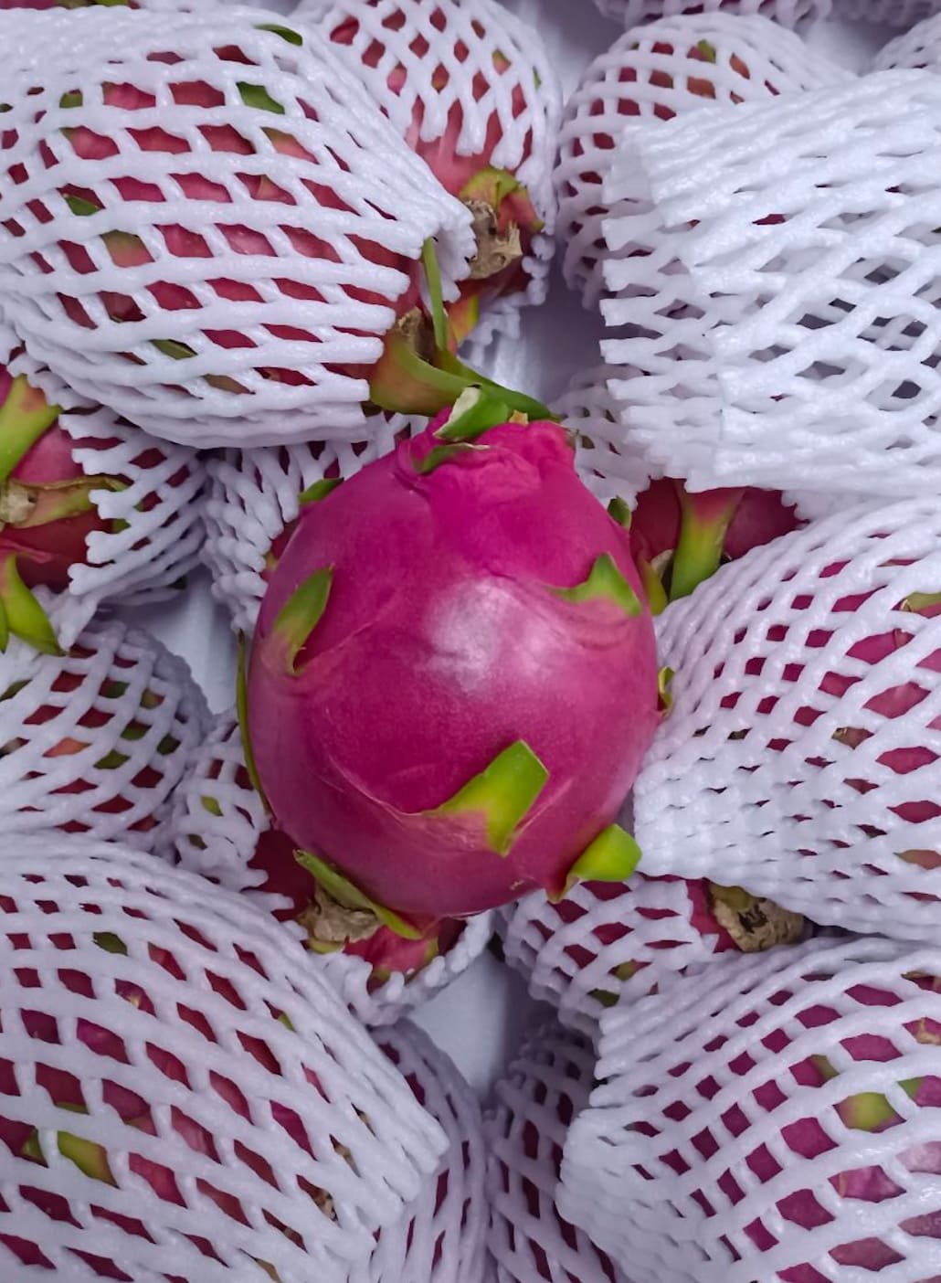 Fresh Connect is a leading dragon fruit supplier in Thailand