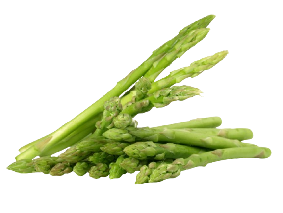 Premium Thai Asparagus Suppliers in Thailand