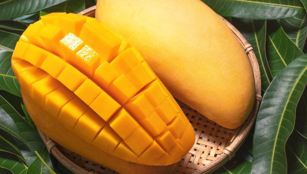 Thai mango prepared for Taiwan fruit import requirements and APHIA inspection.