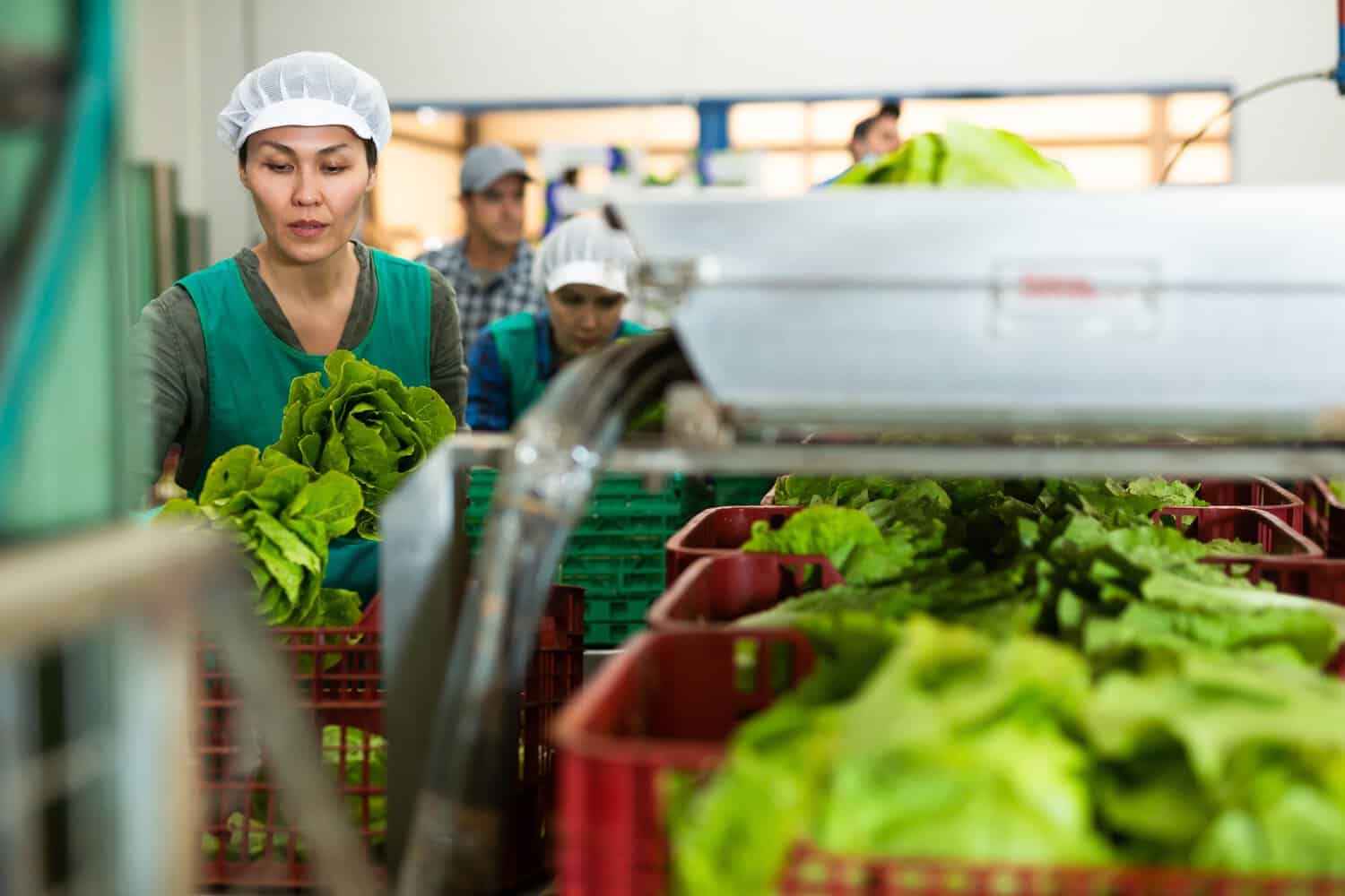 Certified Thai fruits exporter packinghouse with strict quality control for Taiwan APHIA phytosanitary compliance.